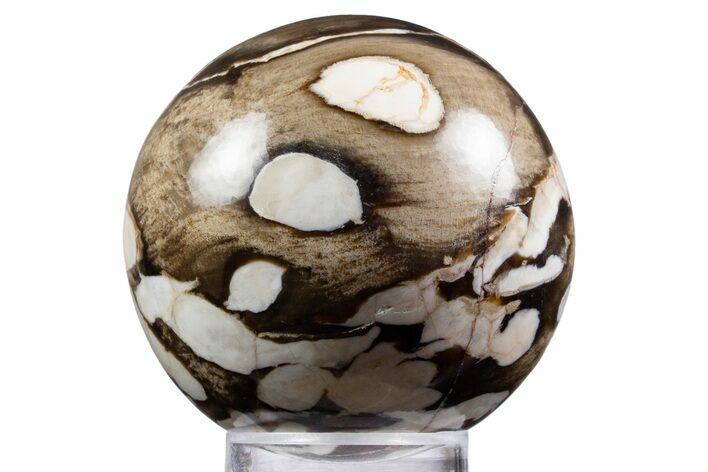 Polished Petrified Peanut Wood Sphere - Australia #341924